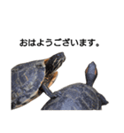 頑張れ動物達（個別スタンプ：1）