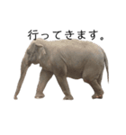 頑張れ動物達（個別スタンプ：3）