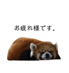 頑張れ動物達（個別スタンプ：10）