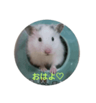 うちのハムハム’s(Lv.1)（個別スタンプ：1）