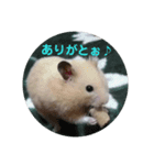 うちのハムハム’s(Lv.1)（個別スタンプ：3）