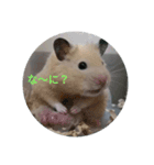うちのハムハム’s(Lv.1)（個別スタンプ：5）