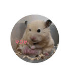 うちのハムハム’s(Lv.1)（個別スタンプ：6）