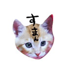 磯丸スタンプ（個別スタンプ：5）