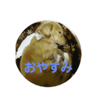 鈴木家のランちゃん（個別スタンプ：3）