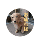 鈴木家のランちゃん（個別スタンプ：4）