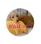 鈴木家のランちゃん（個別スタンプ：5）