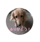 鈴木家のランちゃん（個別スタンプ：6）