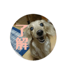 鈴木家のランちゃん（個別スタンプ：7）
