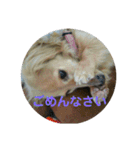鈴木家のランちゃん（個別スタンプ：8）