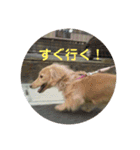 鈴木家のランちゃん（個別スタンプ：9）