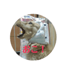 鈴木家のランちゃん（個別スタンプ：12）