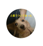 鈴木家のランちゃん（個別スタンプ：15）
