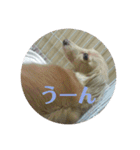 鈴木家のランちゃん（個別スタンプ：16）