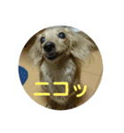 鈴木家のランちゃん（個別スタンプ：17）