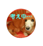 鈴木家のランちゃん（個別スタンプ：18）