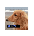ダックスフンドのチロルくん（個別スタンプ：1）