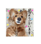 ダックスフンドのチロルくん（個別スタンプ：2）