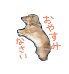 ダックスフンドのチロルくん（個別スタンプ：3）