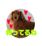 ダックスフンドのチロルくん（個別スタンプ：15）