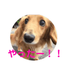 ダックスフンドのチロルくん（個別スタンプ：20）