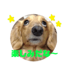 ダックスフンドのチロルくん（個別スタンプ：21）