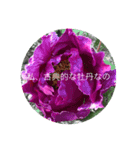 花 牡丹（個別スタンプ：4）