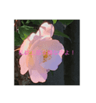花 牡丹（個別スタンプ：5）