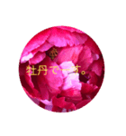 花 牡丹（個別スタンプ：7）