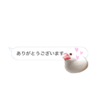 文鳥さんのひとりごと（個別スタンプ：1）