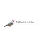 文鳥さんのひとりごと（個別スタンプ：6）