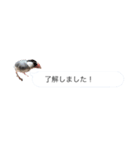 文鳥さんのひとりごと（個別スタンプ：9）