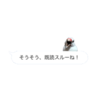 文鳥さんのひとりごと（個別スタンプ：11）