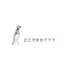 文鳥さんのひとりごと（個別スタンプ：12）