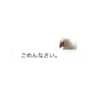 文鳥さんのひとりごと（個別スタンプ：14）