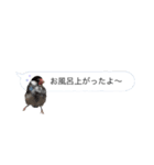 文鳥さんのひとりごと（個別スタンプ：15）