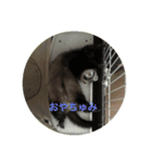 暇を持て余したフェレット（個別スタンプ：7）
