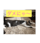ルナとクロエの猫スタンプ 3（個別スタンプ：1）