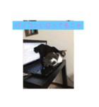 ルナとクロエの猫スタンプ 3（個別スタンプ：2）