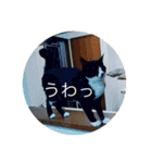 ルナとクロエの猫スタンプ 3（個別スタンプ：3）