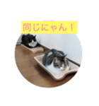 ルナとクロエの猫スタンプ 3（個別スタンプ：6）