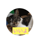 ルナとクロエの猫スタンプ 3（個別スタンプ：8）