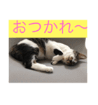 ルナとクロエの猫スタンプ 3（個別スタンプ：11）