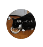 ルナとクロエの猫スタンプ 3（個別スタンプ：14）
