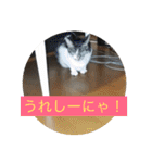 ルナとクロエの猫スタンプ 3（個別スタンプ：15）