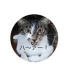 ルナとクロエの猫スタンプ 3（個別スタンプ：16）
