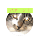 ルナとクロエの猫スタンプ 3（個別スタンプ：19）