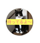 ルナとクロエの猫スタンプ 3（個別スタンプ：20）