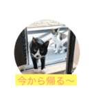 ルナとクロエの猫スタンプ 3（個別スタンプ：21）
