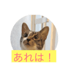 ルナとクロエの猫スタンプ 3（個別スタンプ：22）